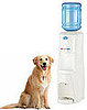 For the Thirsty Pet (And His Thirsty Family) . . .