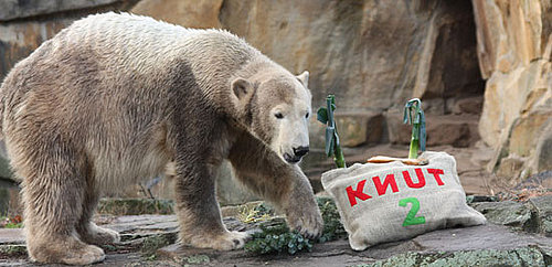 Happy Second Birthday, Knut the Cute!