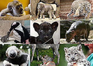 Who's the Cutest Zoo Animal Born in 2008?