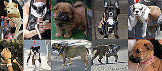 Who's the Celebrity Puppy of the Year?