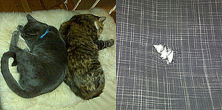 I Need Your Help . . . Can Kitty Be Obsessive and Compulsive? 