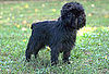 Top 10 Dog Breeds That Make You Giggle!