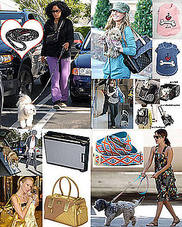 What's Your Fave "Found" Item Spotted For Famous Pets This Year?