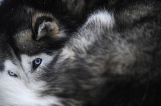 Guess What Breed?