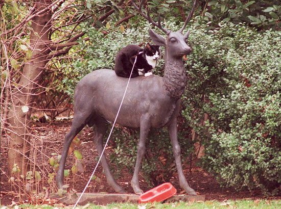 Which Animal Is Real? Which Animal Is Real?