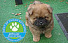 The Results Are In: Celebrity Puppy of the Year