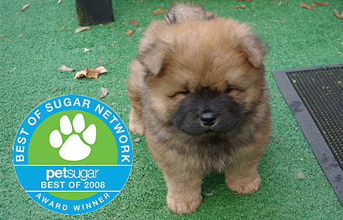 The Results Are In: Celebrity Puppy of the Year