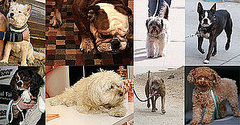 Who's Your Fave Furry Face of 2008? Who's Your Fave Furry Face of 2008?