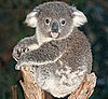 What Do You Know About Koalas Eating Habits?