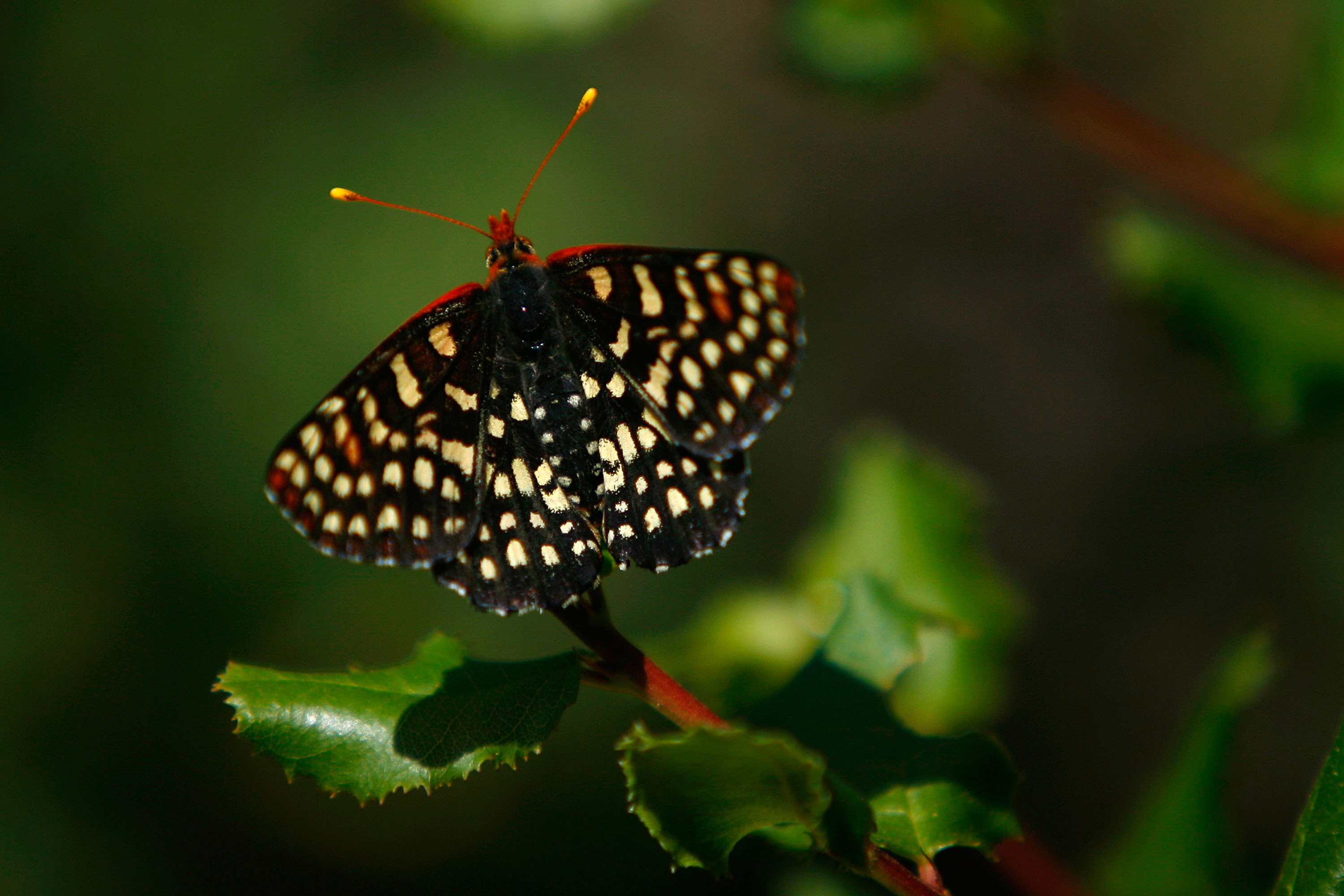 Santa Ynez Canyon in Topanga State Park<br />
Santa Ynez Canyon in Topanga State Park<br />