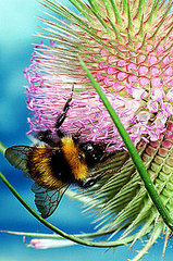 Honey Bees Are Disappearing