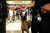 Muslim Travelers May Avoid Sniffer Dog Checks Citing Religion