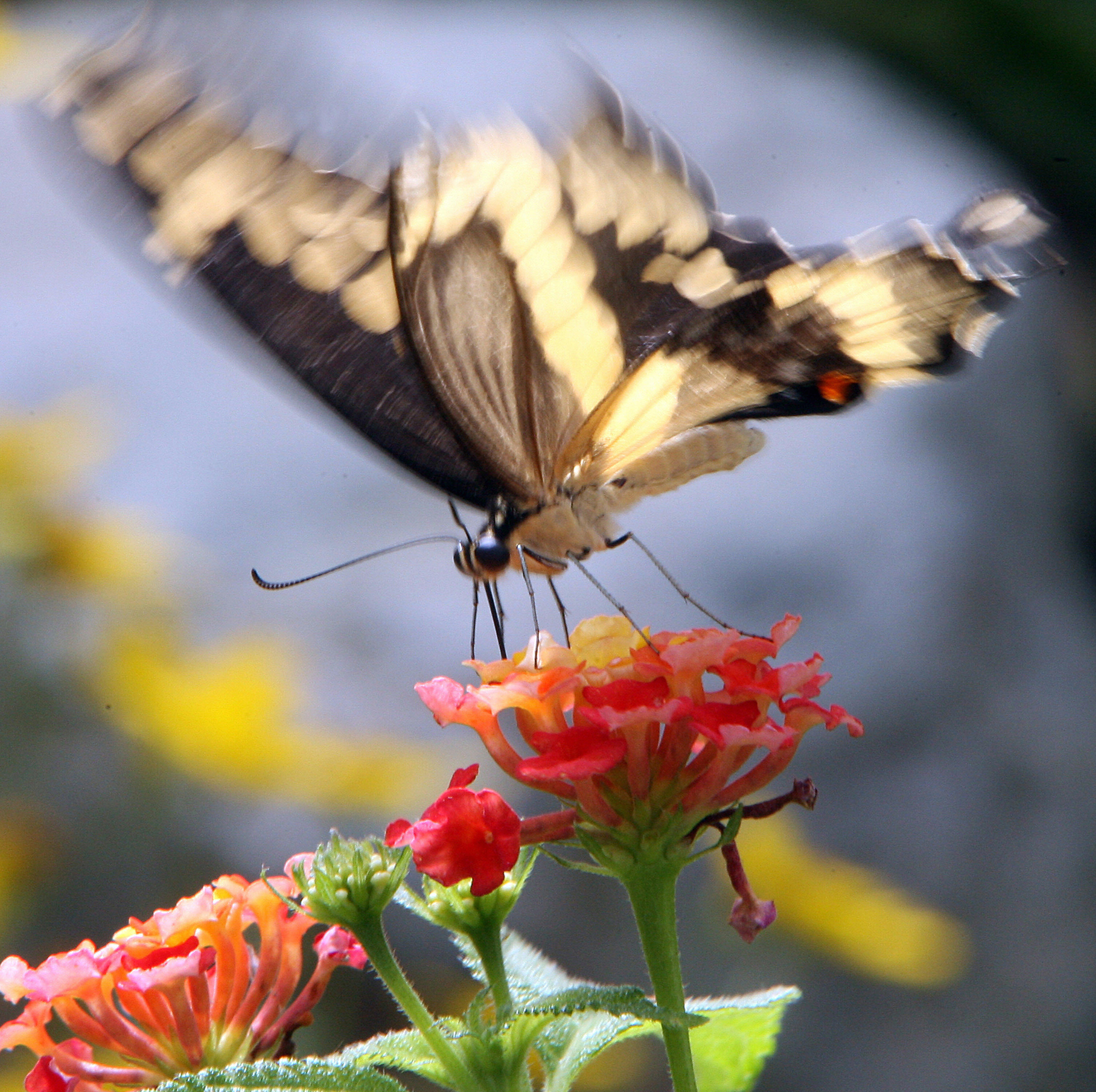 A garden at the Woodland Park Zoo in Seattle, Washington. The zoo provides a home for 35 endangered species. A garden at the Woodland Park Zoo in Seattle, Washington. The zoo provides a home for 35 endangered species.