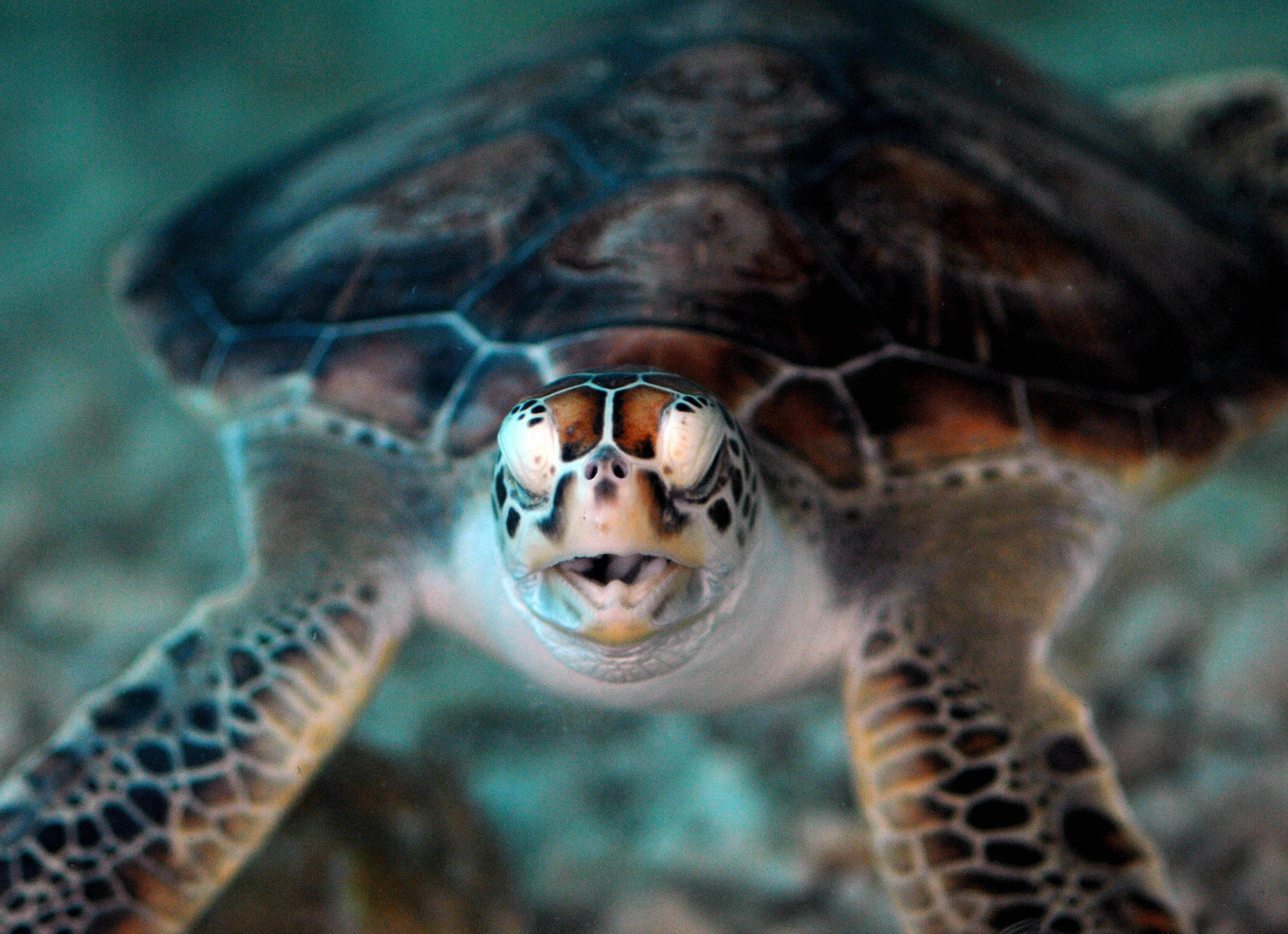 Green turtles, listed as an endangered species, nest in several Taiwanese offshore islands during summer and this year only six Green turtles, listed as an endangered species, nest in several Taiwanese offshore islands during summer and this year only six