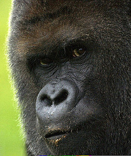 70 Percent of Asia's Primates are Endangered