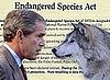 Administration Diverts Comments On New Endangered Species Act