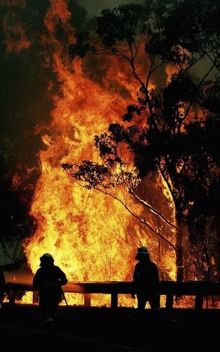 Islamic Group Threatens Forest Fire Jihad in Australia