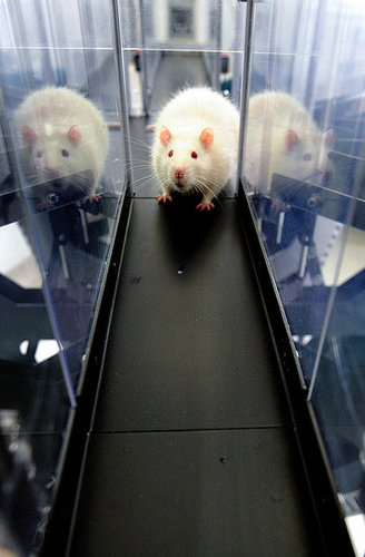 Britain Has More Rats Than People: Commence Squirming Now