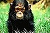 Lil Links: Chimps Are Smarter Than Babies  