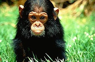 Lil Links: Chimps Are Smarter Than Babies  