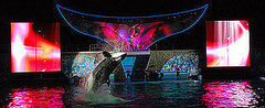 Junior Jetset: Shamu Rocks