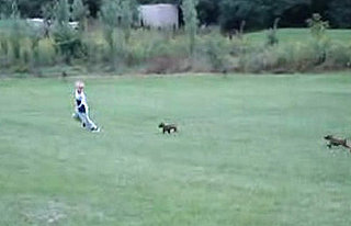 Cute Alert: Puppies Chase Boy