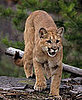 Father Saves Son from Mountain Lion Attack