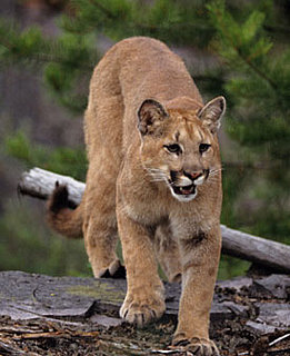 Father Saves Son from Mountain Lion Attack