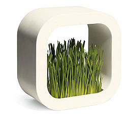 MoMA Store - Plant Frame ($35)