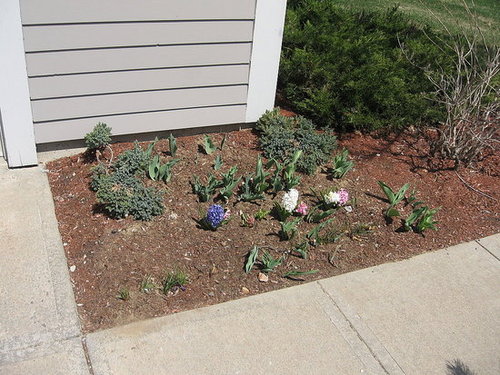 my garden 4/21