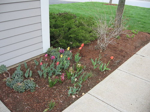 My Garden 5-3-08
