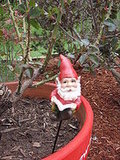 Gnomes