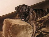 our friend dog