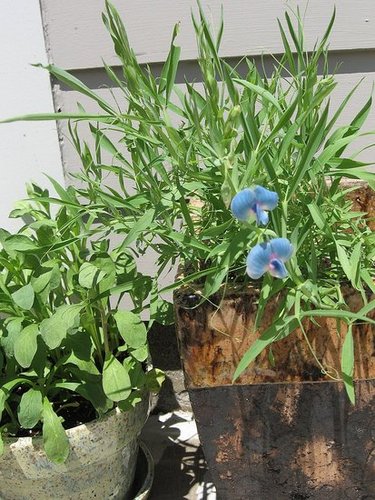 My Garden June 
