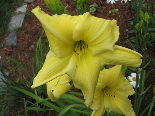 My Garden July