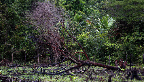 Eco Paradox: Clean Air Bad for Rain Forest?