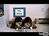 Are Your Pets Howling For Hillary or Sitting For Obama?