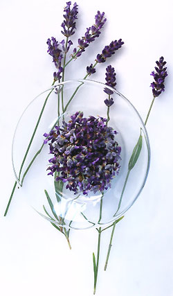 Lavender