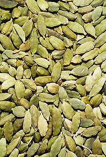Definition of Cardamom