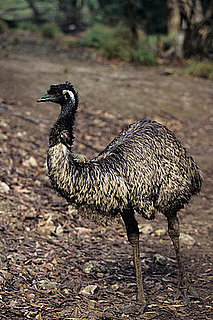 emu oil