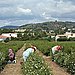 The Fields of Jasmine