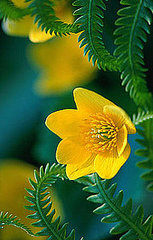 evening primrose oil evening primrose oil