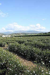 Chanel No 5 Tour of Grasse, France Jasmine Flower Fields