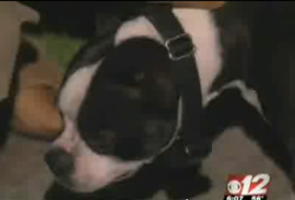 Dog Saves Baby!