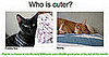 Have You Played "Which Pet Is Cuter?" for Money Yet?!