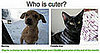Could You Pick "Which Pet Is Cuter?" for $5,000?