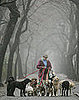 Do You Have a Dog Walker? 