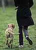 One in Five UK Dogs Miss Their Daily Walk, Pack on Pounds