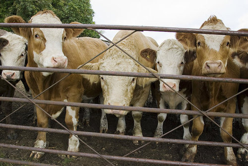 Study Shows Cow Herds Face North