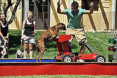 Presley and Travis Won Greatest American Dog